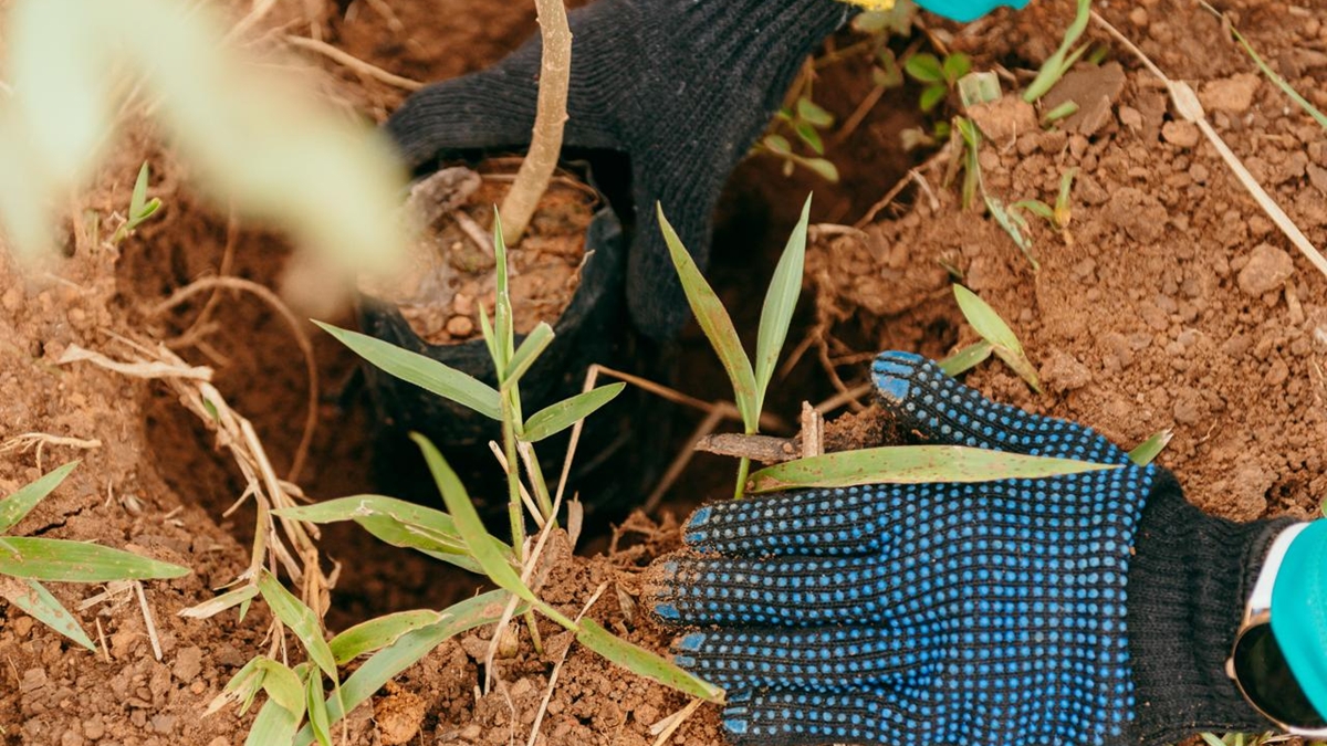 Michelly Matos/Divulgação